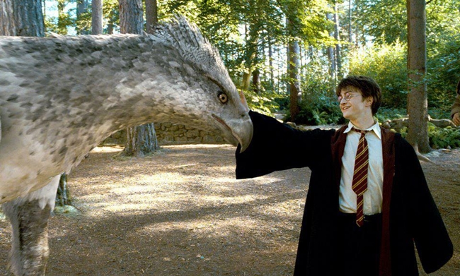 harry-and-hippogriff
